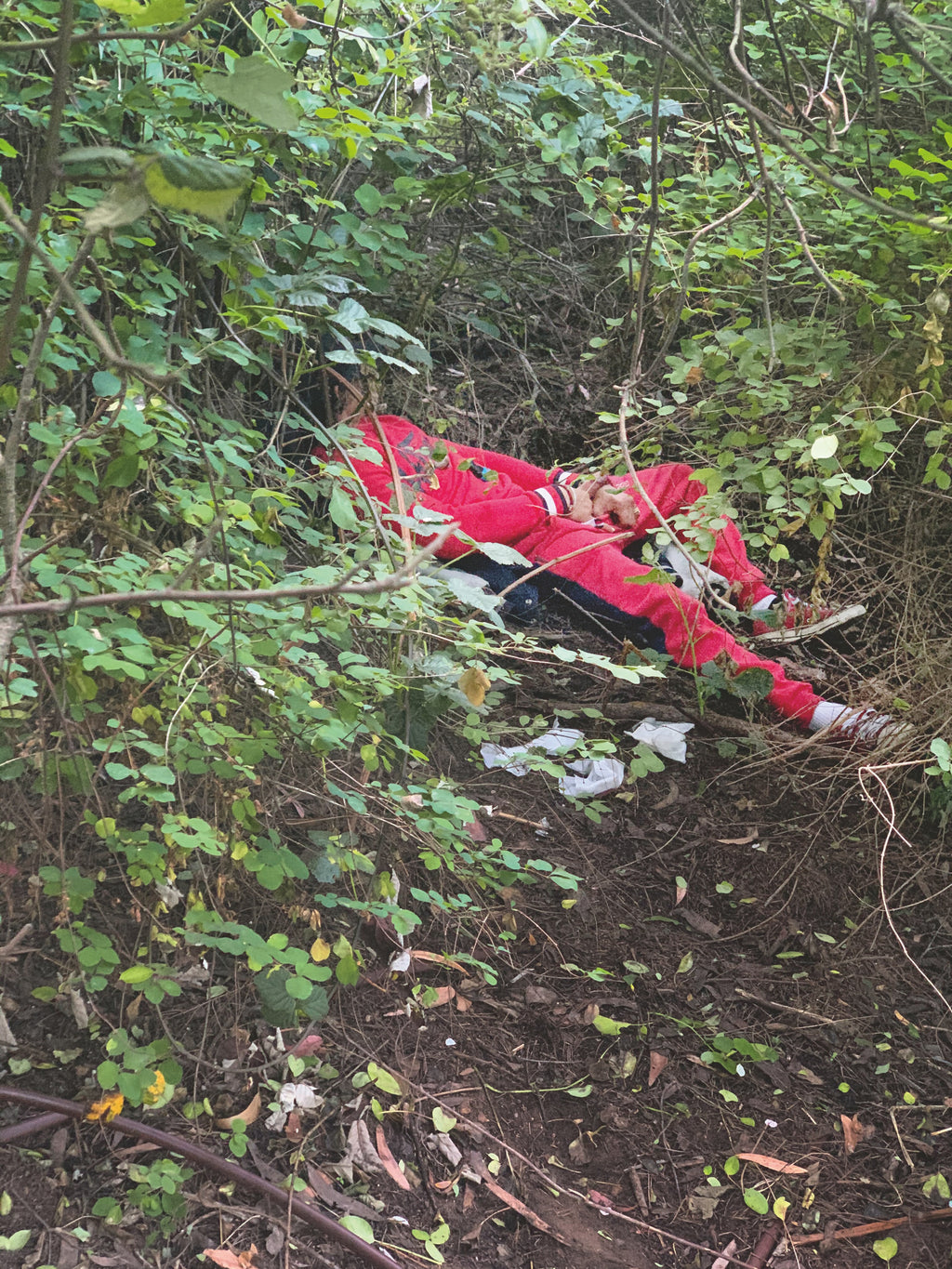 Daniel Case, Red Bushes, 2020