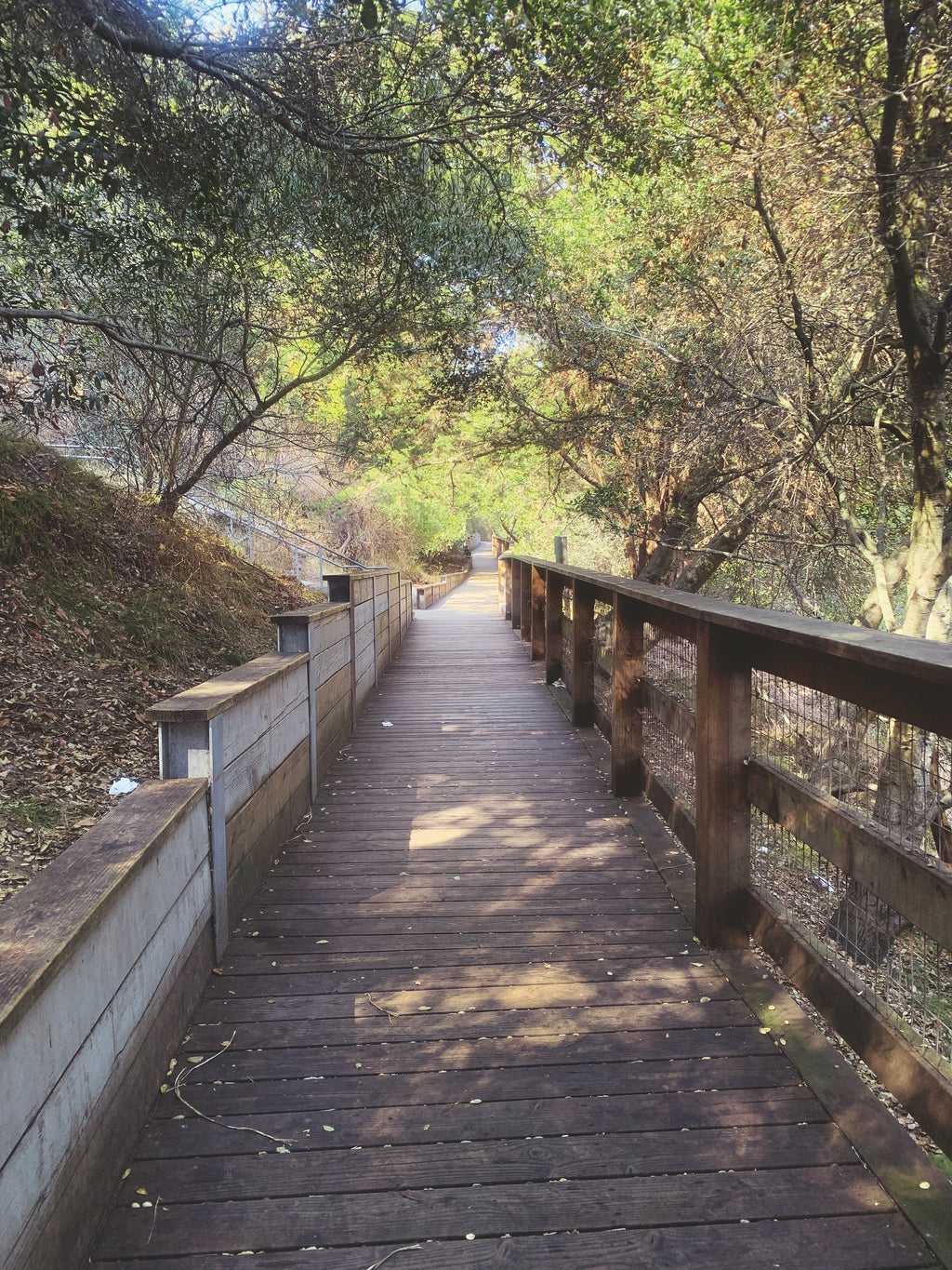 Daniel Case, Wooden Path, 2020