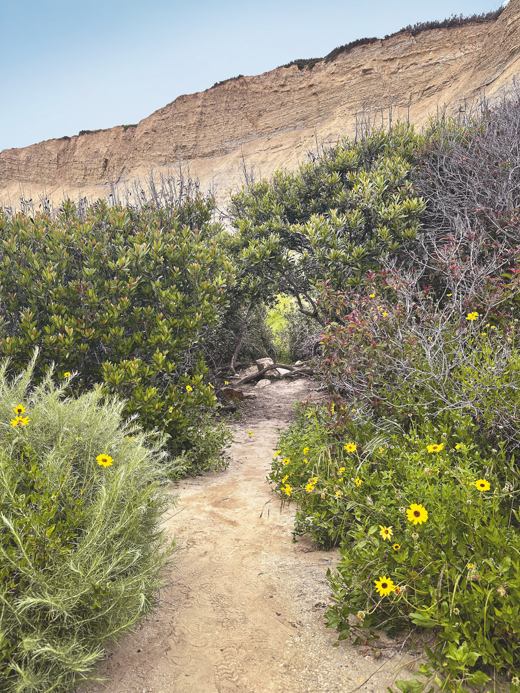 Daniel Case, Found Cover, 2023