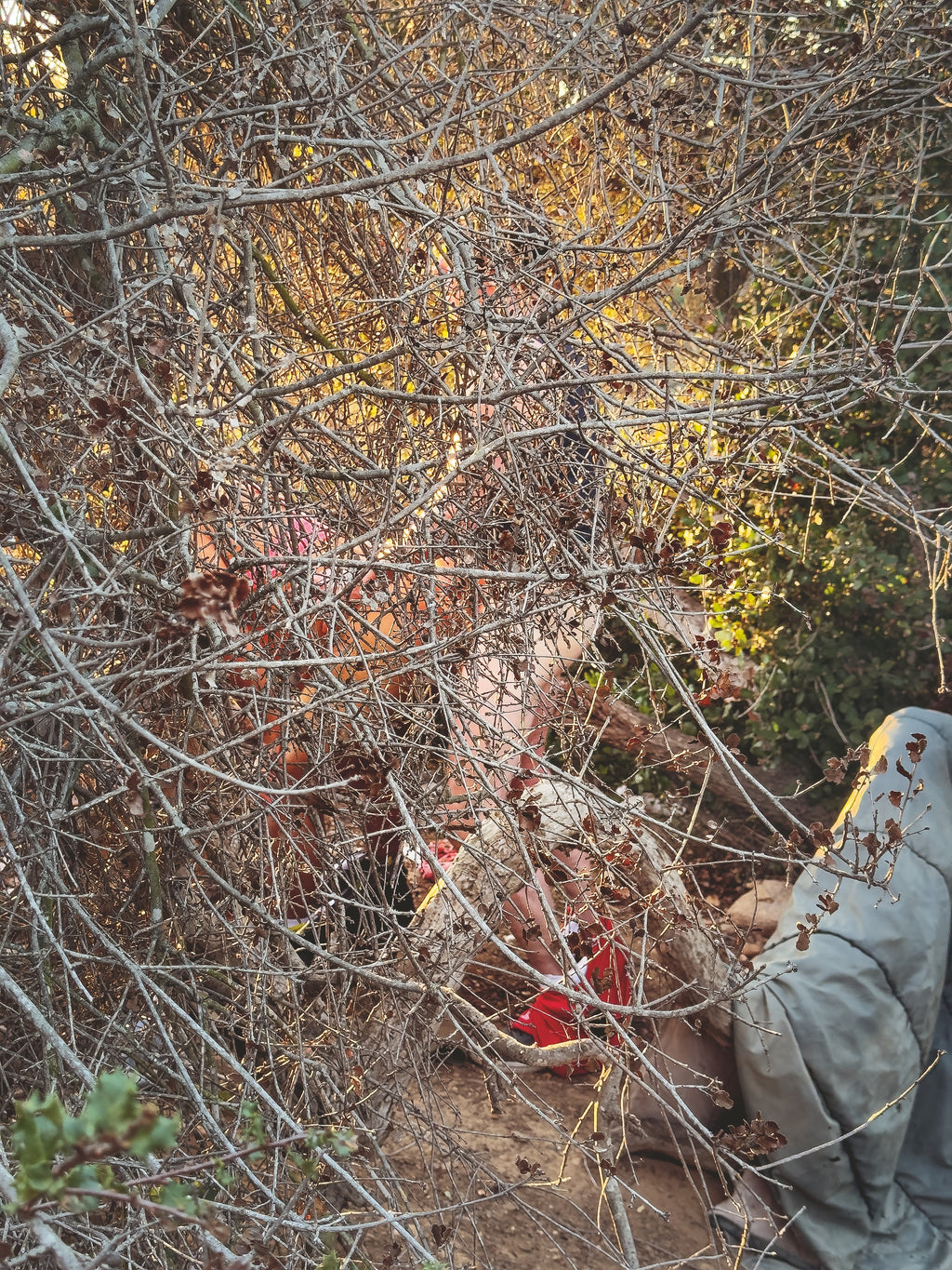 Daniel Case, Bent Branches, 2023