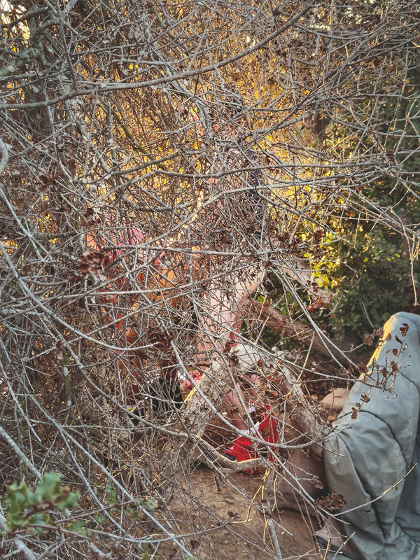 Daniel Case, Bent Branches, 2023