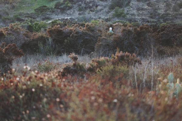 Daniel Case, In Brush, 2023