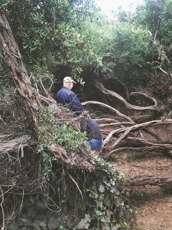 Daniel Case, Blue Branches, 2018