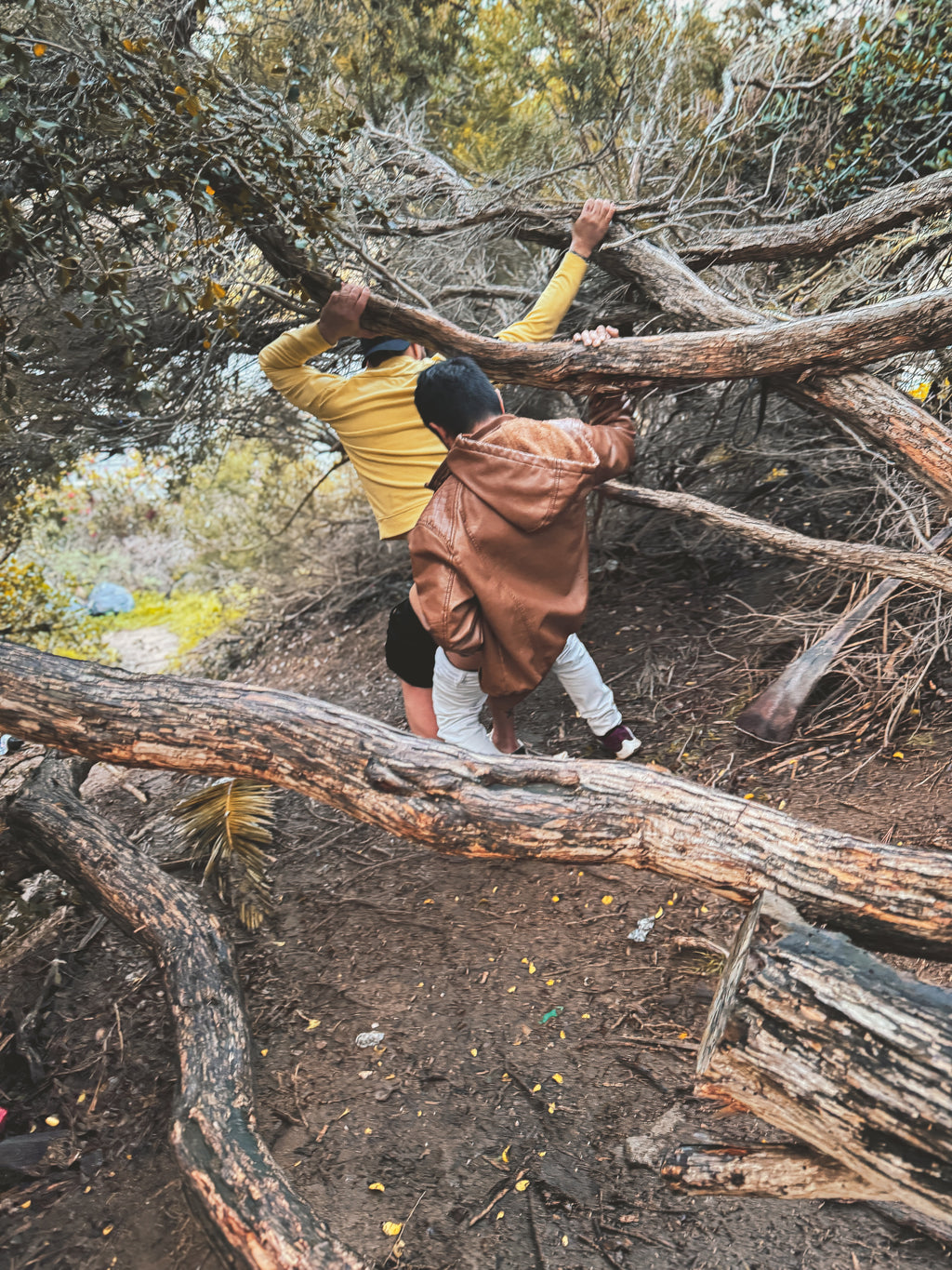 Daniel Case, Moving Branches, 2023