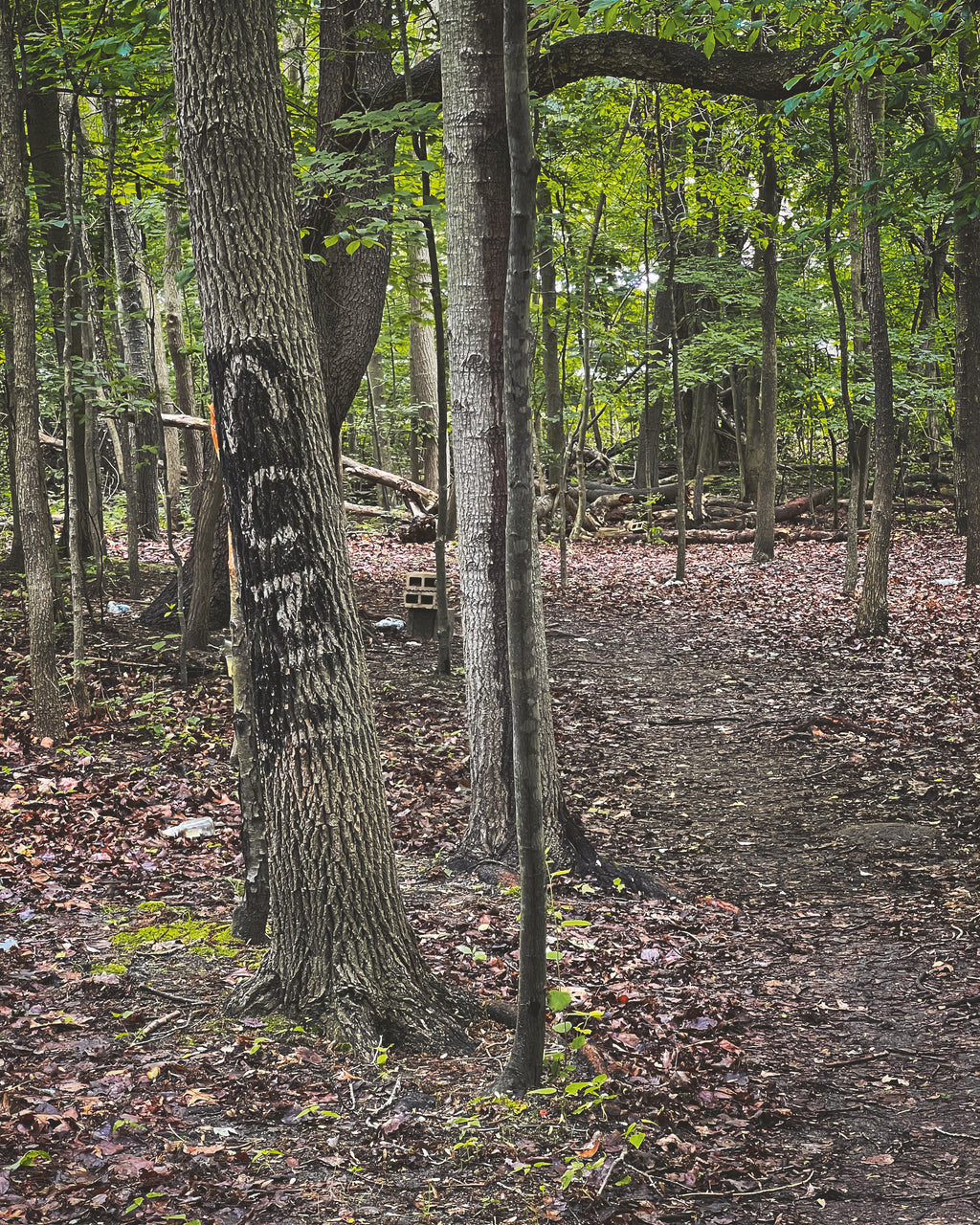 Daniel Case, Cum!, 2022