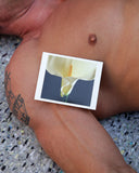 Mapplethorpe Flowers: Quicknotes