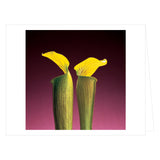 Mapplethorpe Flowers: Quicknotes