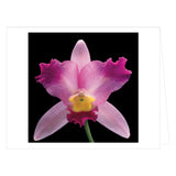 Mapplethorpe Flowers: Quicknotes