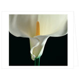 Mapplethorpe Flowers: Quicknotes