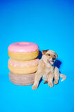 Giant Donut Stool by Third Drawer Down