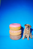 Giant Donut Stool by Third Drawer Down